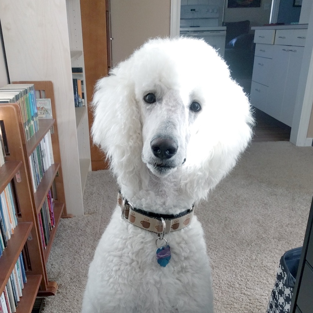 Meet your Posher, Stephanie